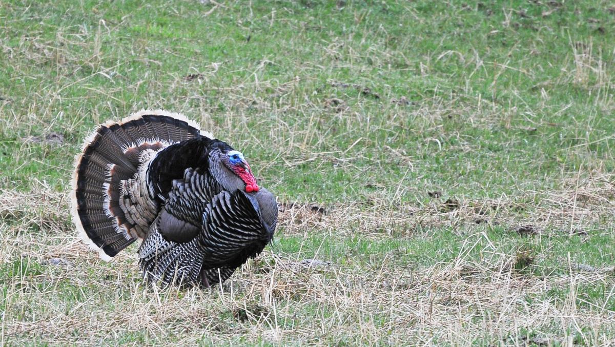 Belgrade Teen s Turkey Grand Slam Outdoors Billingsgazette Com Belgrade Teen s Turkey Grand Slam Outdoors Billingsgazette Com