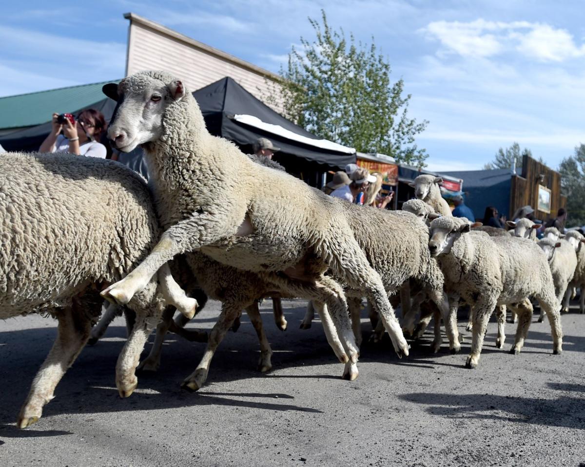 Sheep drive leaves smiles and droppings in downtown Reed Point