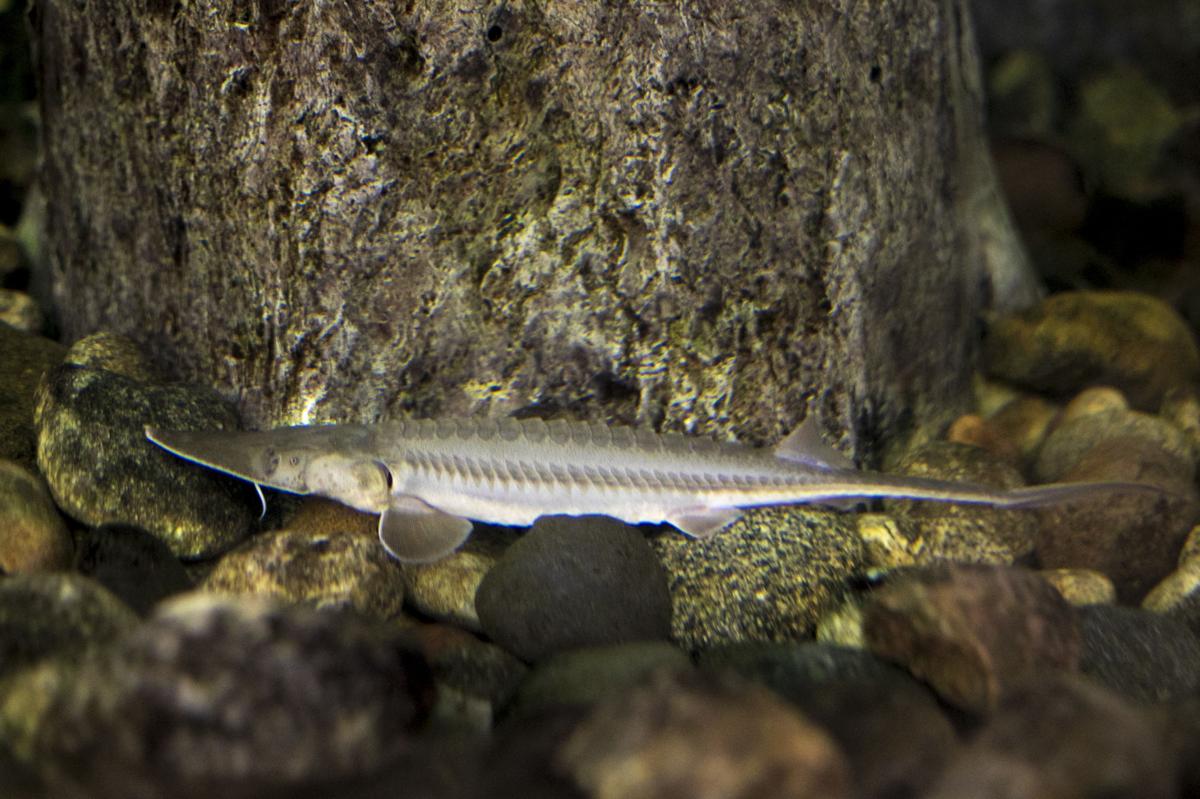 Photos: Pallid sturgeon arrives at Billings Cabela's ...