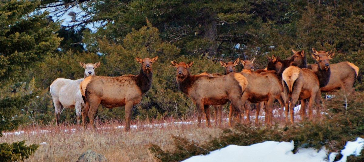 Ghost elk