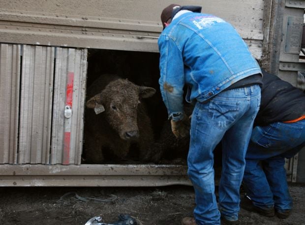 cattle truck crashes cows head carrying dead injured number killed hauling hospital