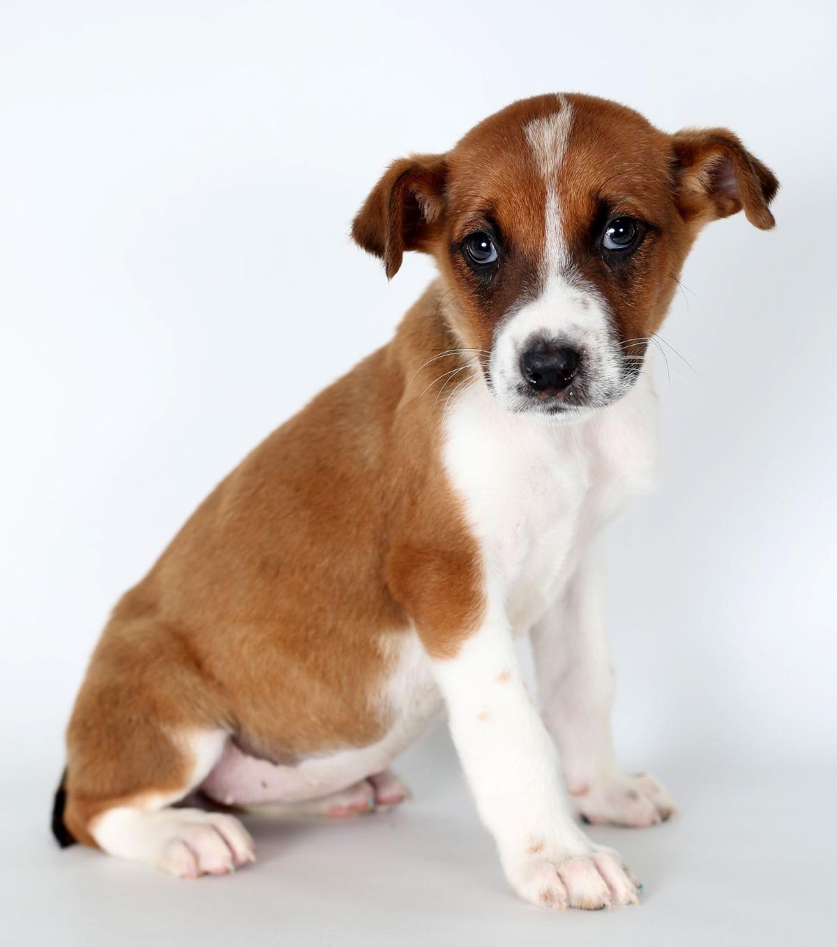 Pet of the Week Wrigley