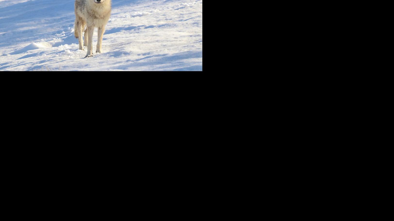 3 key takeaways from a Yellowstone wolf vocalization study