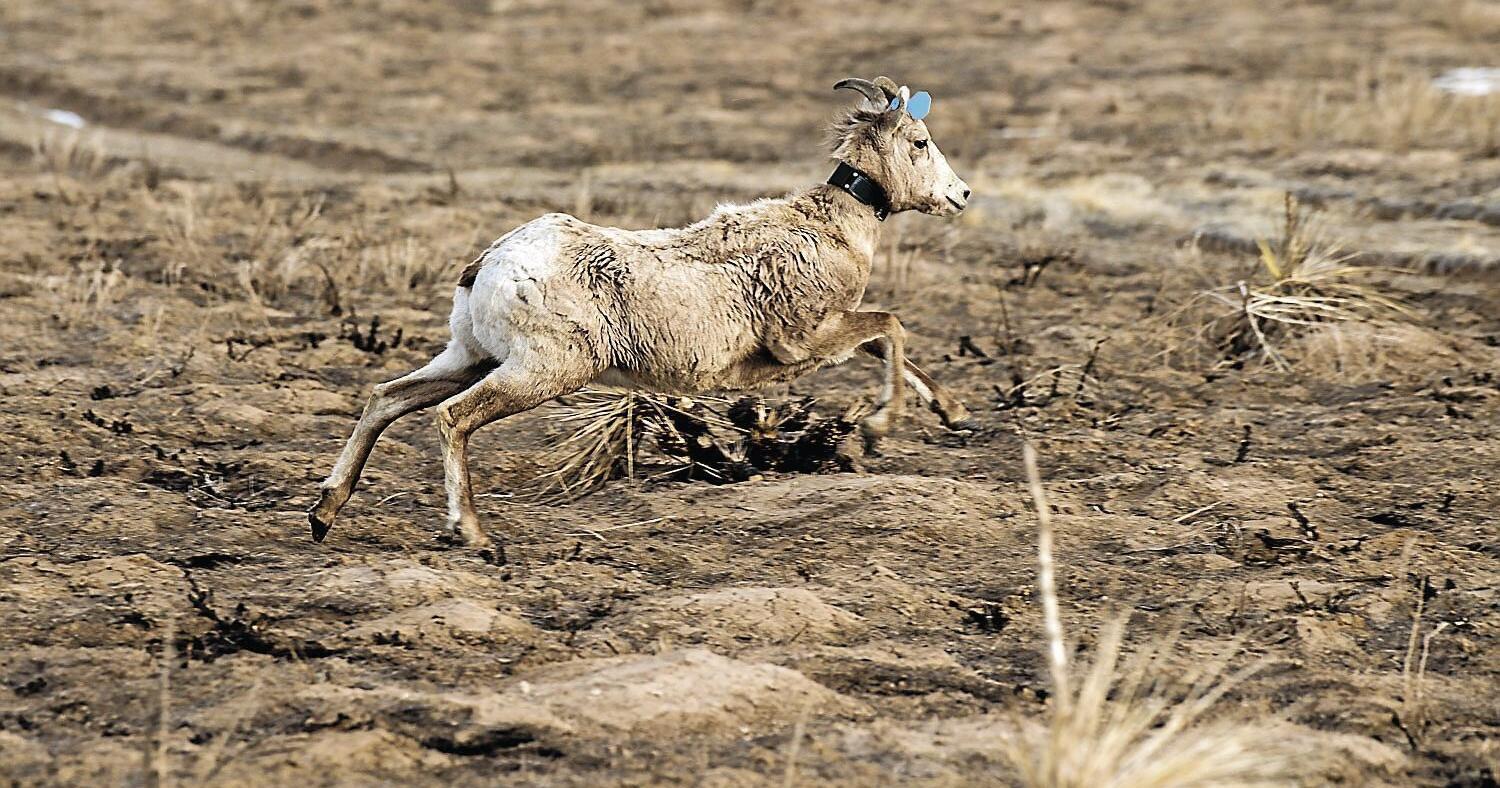Bighorn sheep nearly triple on Fort Berthold Reservation - Vimarsana News