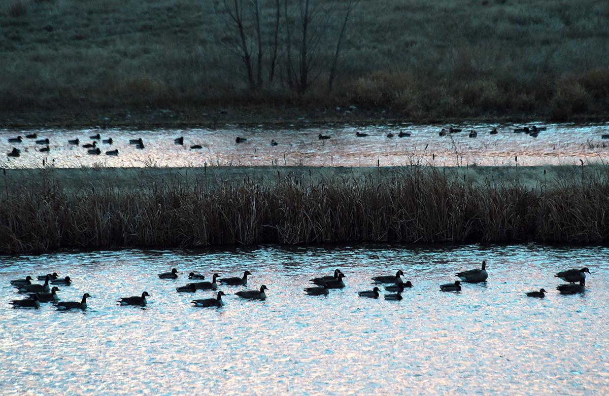 Geese in wind