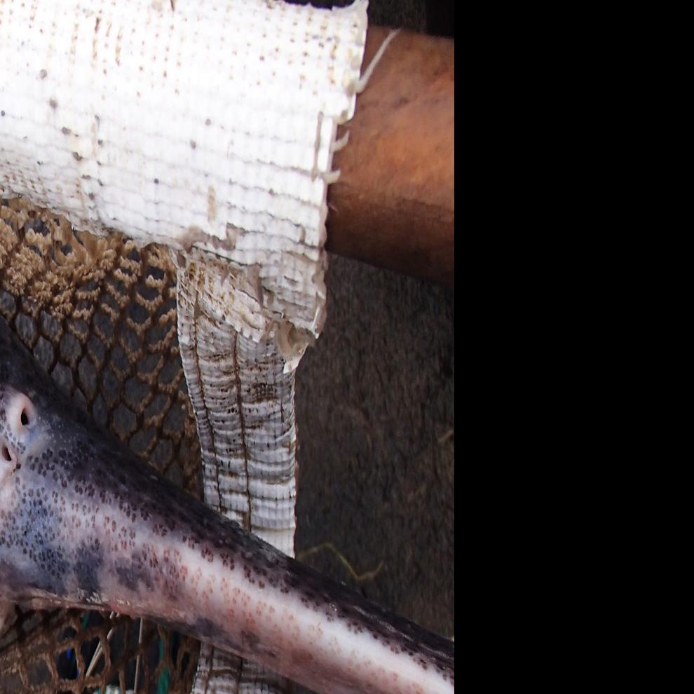 March 27 Is Deadline For Paddlefish Tag Outdoors