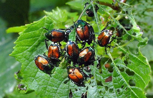 Unveiling the Mystery: Where Japanese Beetles Disappear at Night