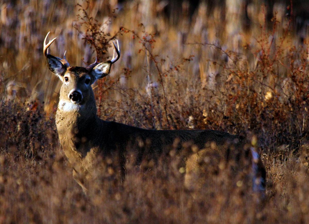 Whitetail buck