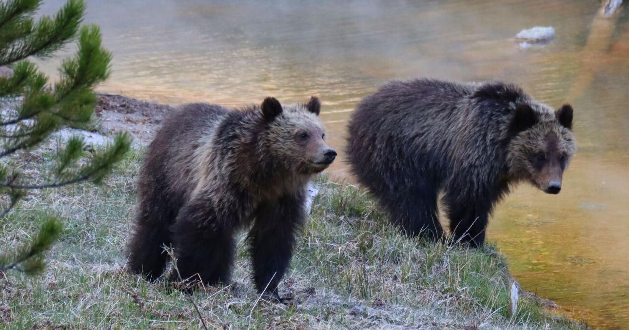 Yellowstone National Park springtime animals grizzly bear - Vimarsana News