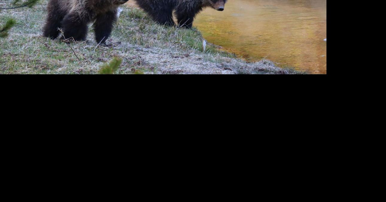 Yellowstone National Park springtime animals grizzly bear