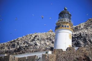 Northern gannets surround the Bass Rock Lighthouse off the coast of North Berwick in Scotland on July 9, 2026.