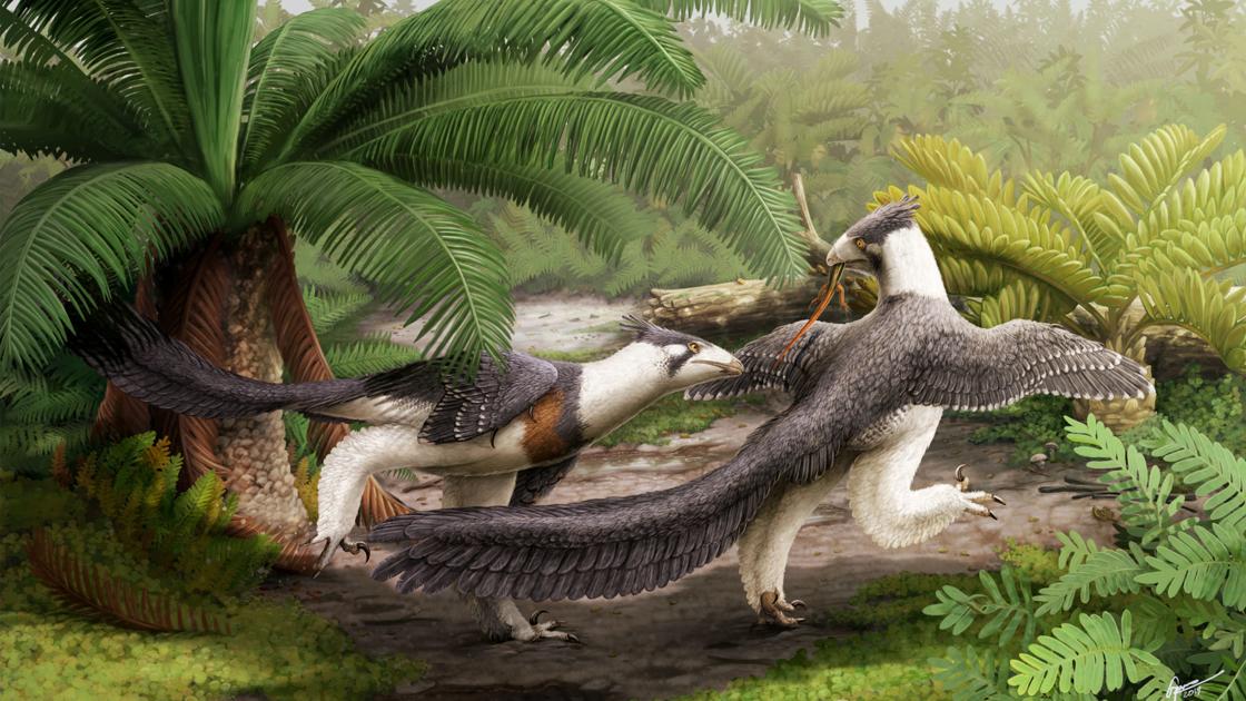 Wyomingâs smallest dinosaur is new raptor-like species | State & Regional | billingsgazette.com