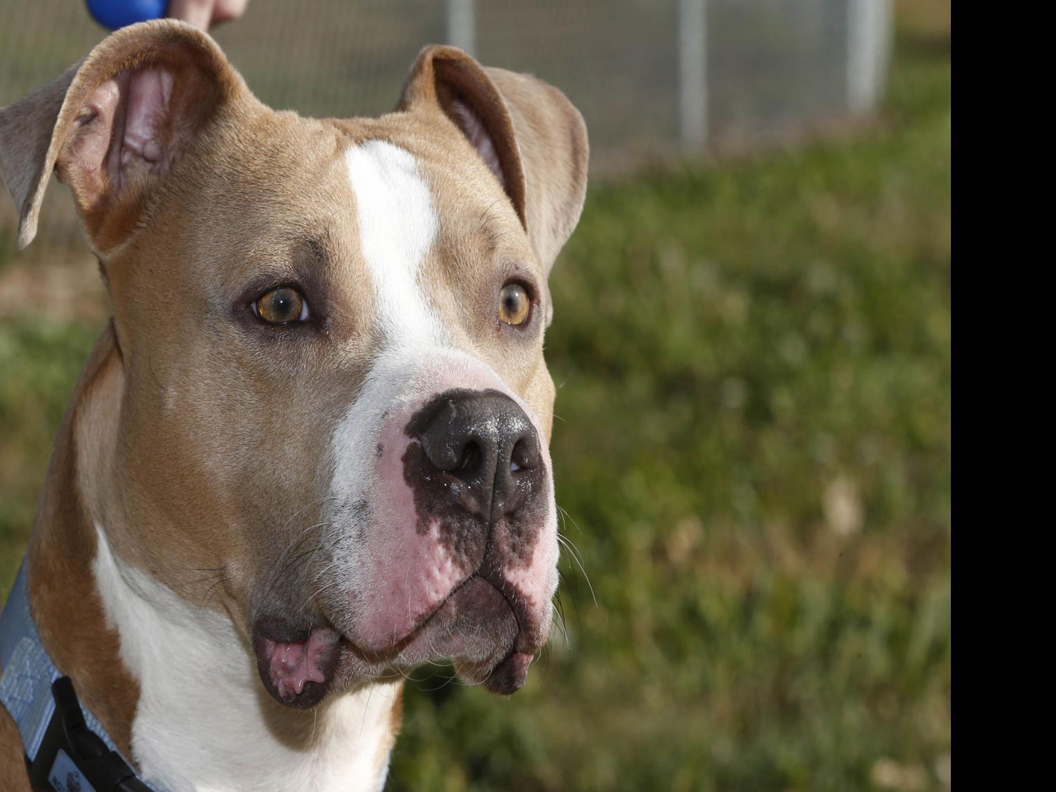 end north dakota city s pit bull ban