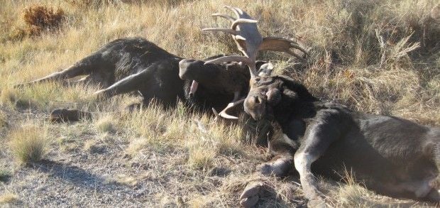 Bull moose battle to the death