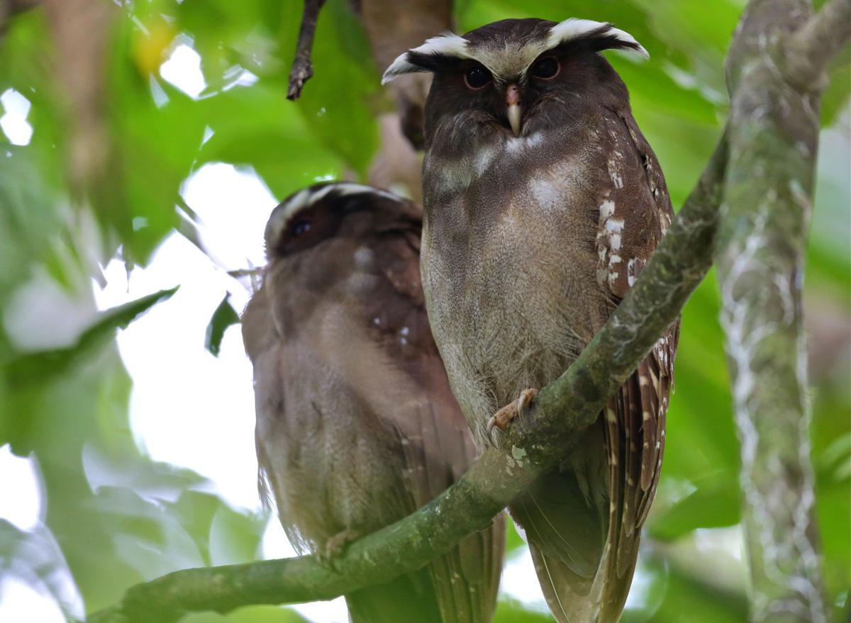 Destruction in the Amazon University of Montana grad's film shows