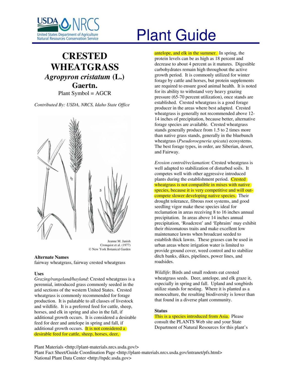 Crested wheat grass info
