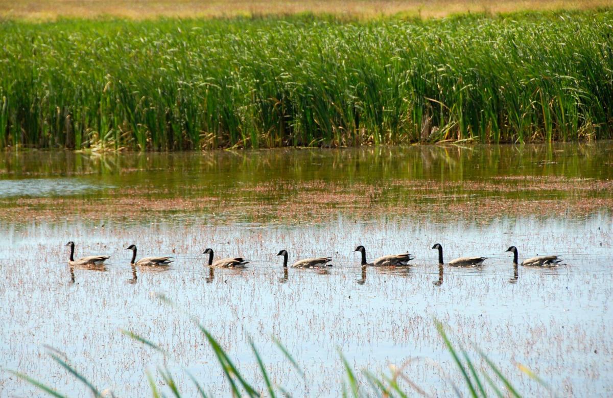 Southeast Montana waterfowl season change proposed