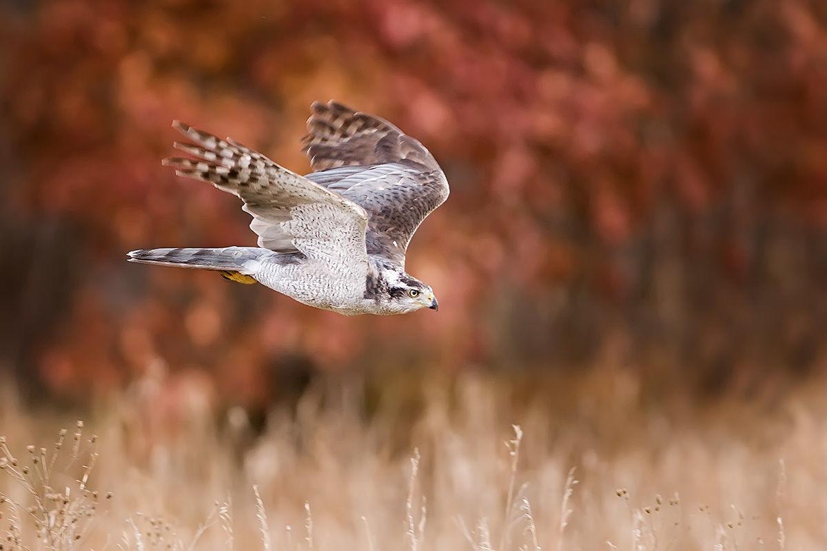 5 Tips For Taking Better Bird Photos Outdoors Billingsgazette Com