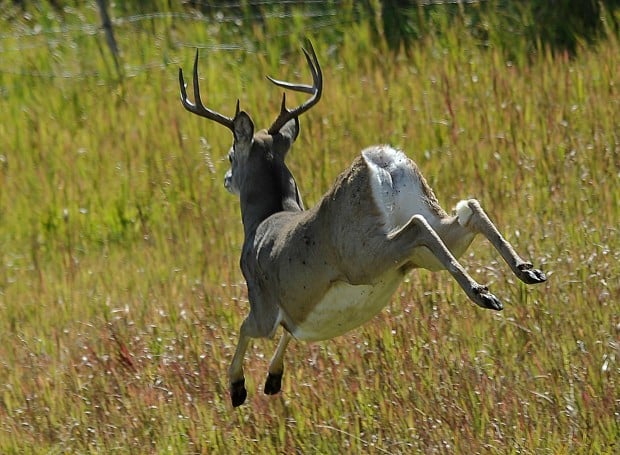 Feature photo: On the run | Outdoors | billingsgazette.com - 620 x 455 jpeg 99kB