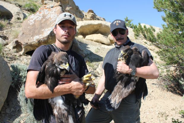 Study Of Golden Eagles In Bighorn Basin Revealing Details On