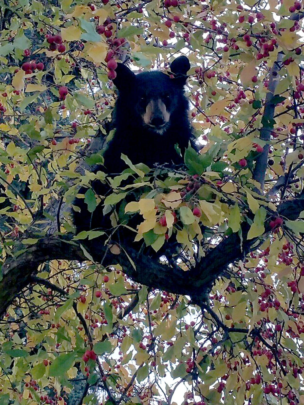 attractants encouraging bears to hang around lolo