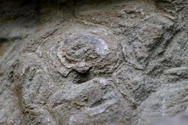 dueling dinosaurs fossil