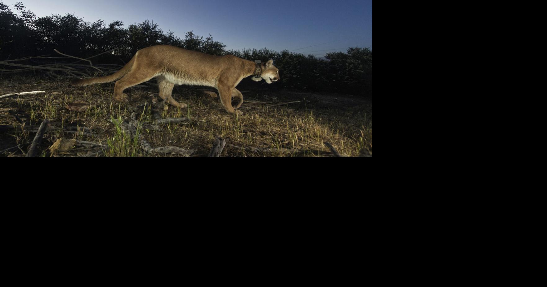 Mountain lion hunting in west central Montana has increased