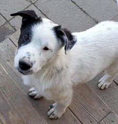 thrifty nickel free puppies