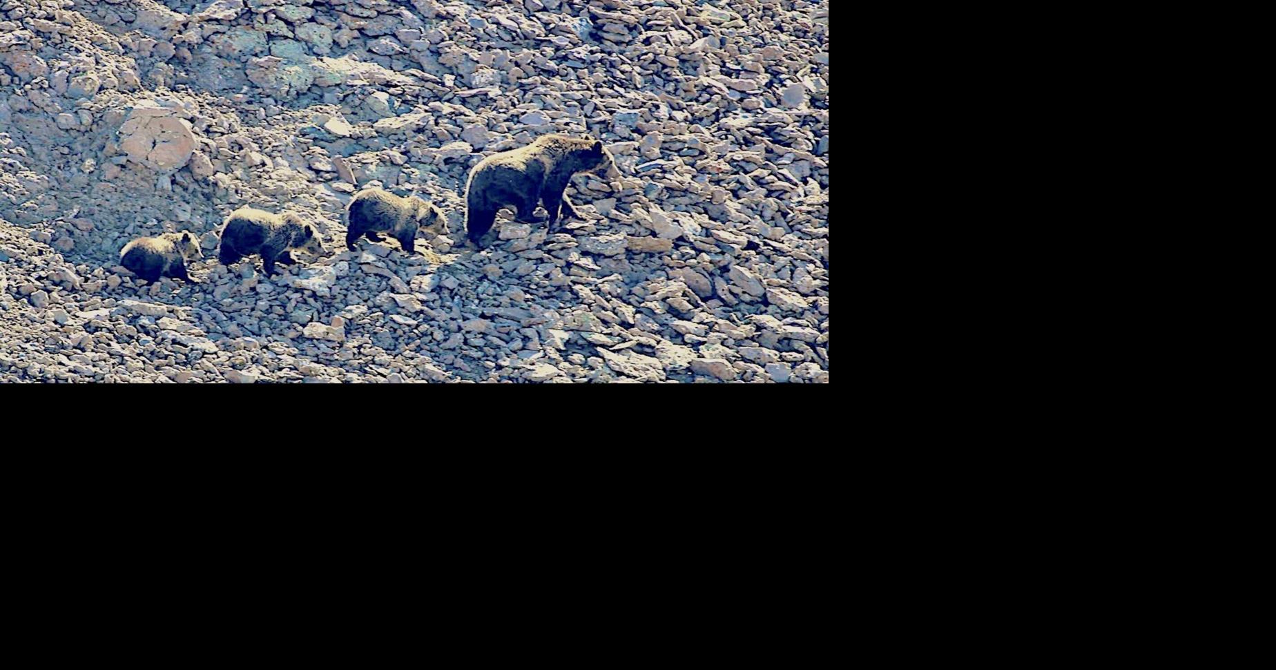 Mother grizzly with cubs blamed for hiker attacks in Yellowstone