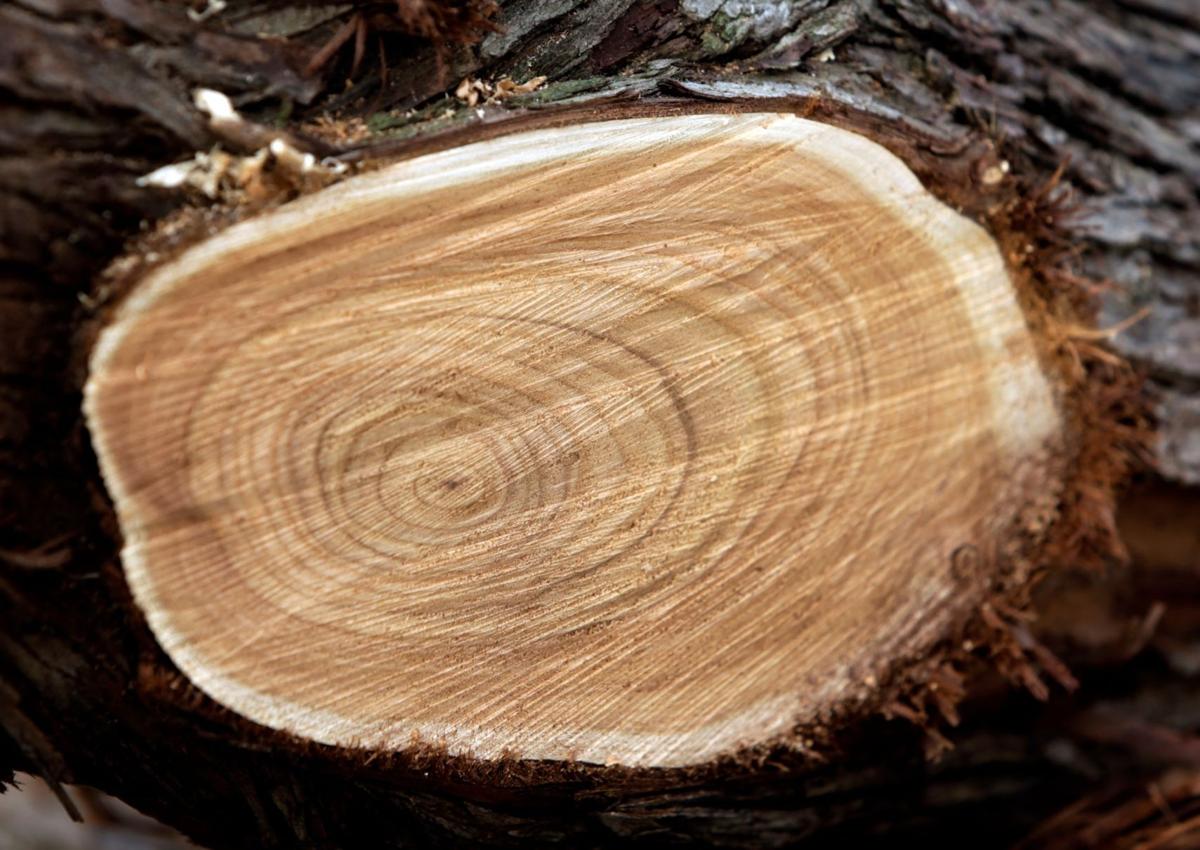 Furniture Maker Turns Noxious Weeds Into Striking Tables Local News Billingsgazette Com