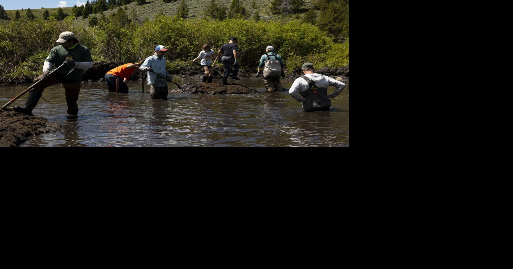 Volunteers toil at Moose Creek, east of Divide, to create new home for transplant beavers