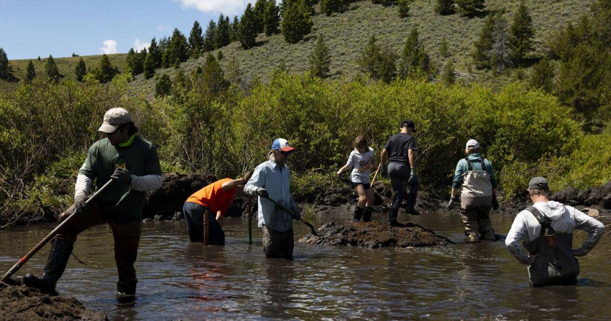 Volunteers toil at Moose Creek, east of Divide, to create new home for transplant beavers