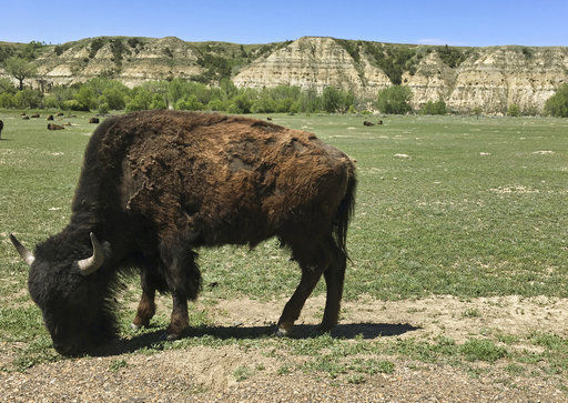 North Dakota's Buffalo Trails: Where the Wild Things Are (and the Wi-Fi's Surprisingly Good!)