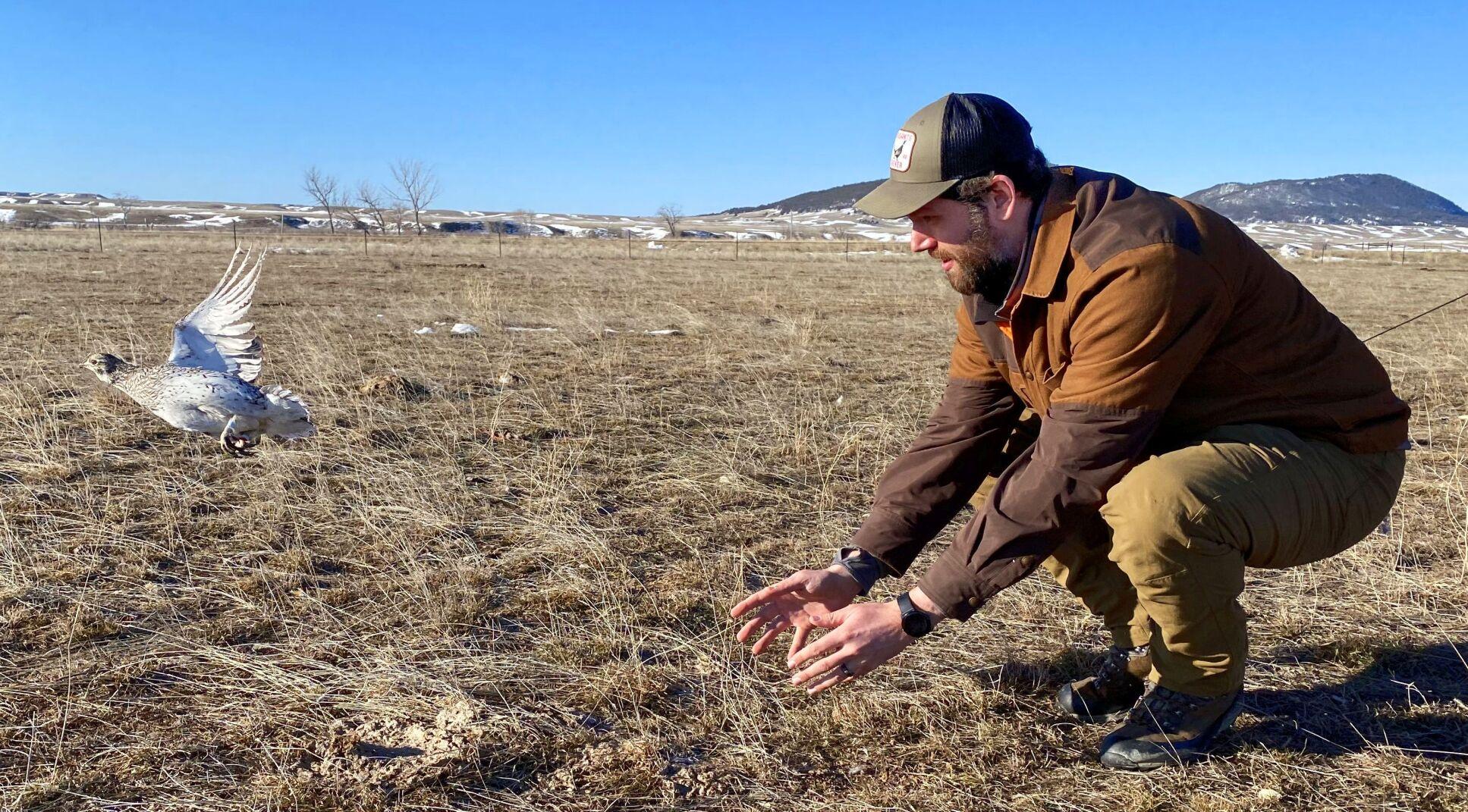 Montana upland bird brains find fodder in FWP draft plan