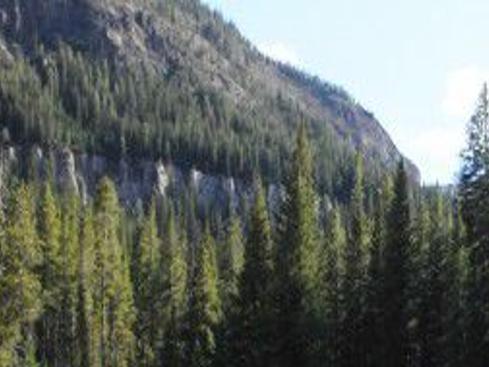 Yellowstone River Tributary Seems Cleared Of Brook Trout Outdoors Billingsgazette Com