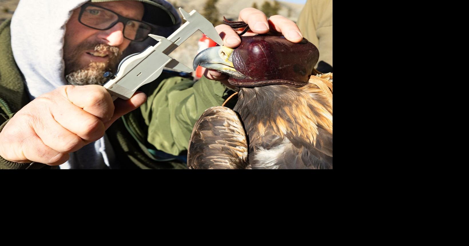 Yellowstone biologist studies birds in 'extreme environment'