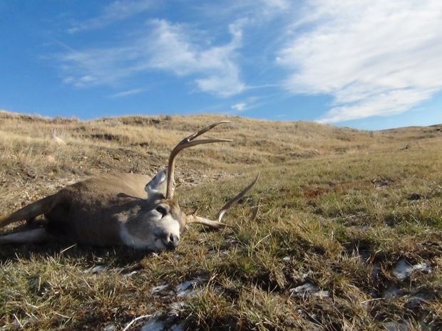 Information sought in mule deer poaching