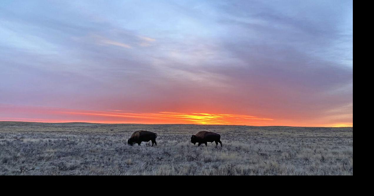American Prairie files lawsuit to halt Bureau of Land Management's bison grazing decision