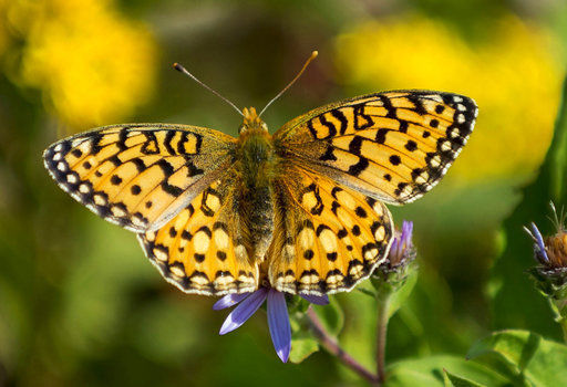 Annual count nets numerous butterflies in Powell