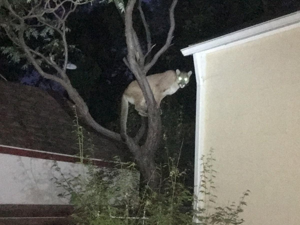 Mountain Lion Spotted Near Rocky Mountain College Local News