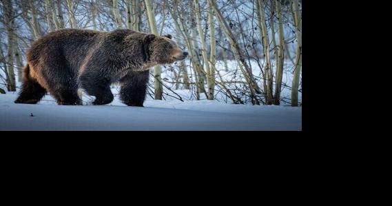 Ruling reduces wolf trapping to protect grizzly bears - Vimarsana News
