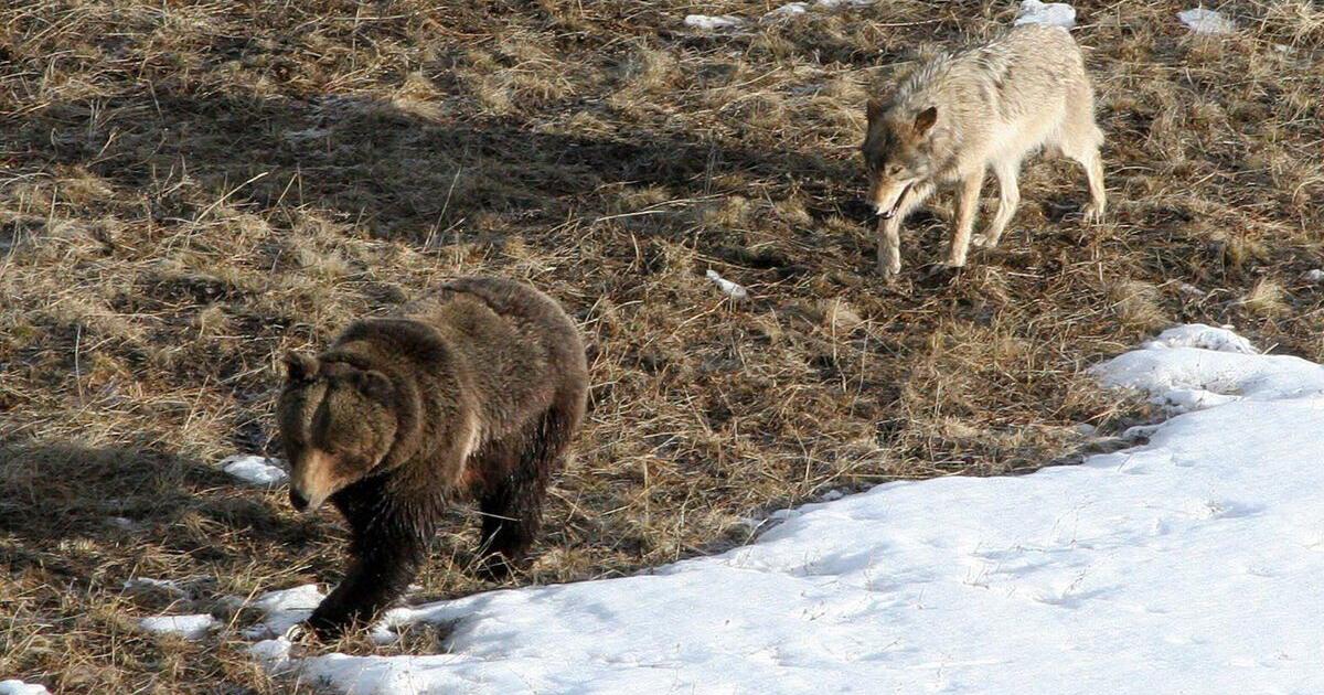 Montana adopts new rules on grizzly, wolf management - Vimarsana News