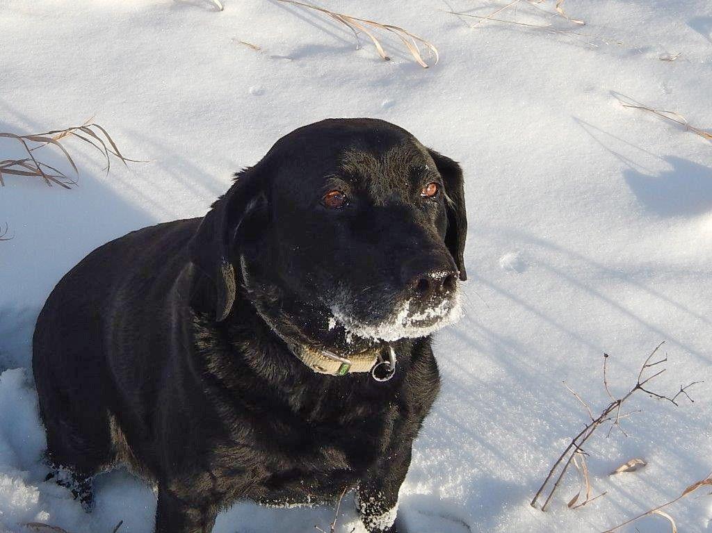 Wyoming Outdoors Dogs Like Humans Give In To Temptation