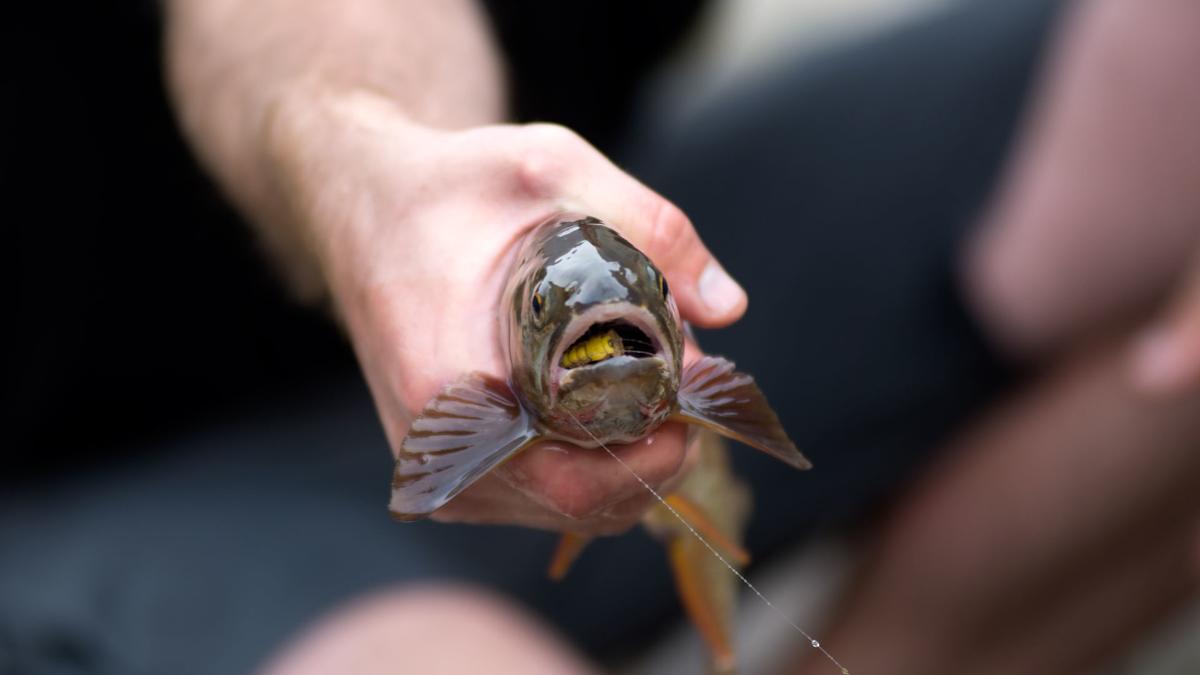Trout