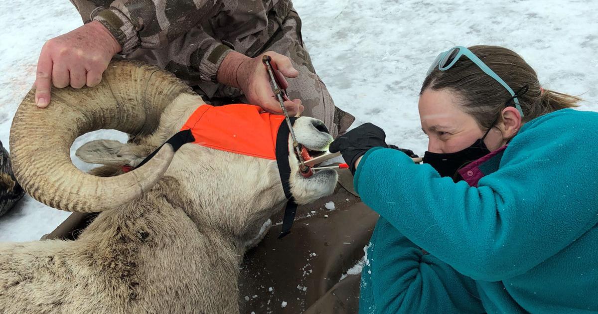 Highland Mountain bighorn sheep testing, removal proposed
