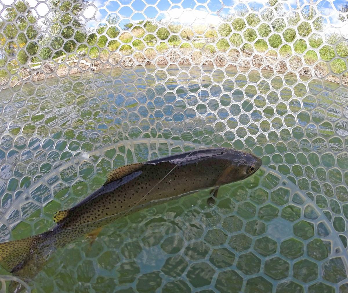 Fishing report: Dry fly opportunities begin to emerge