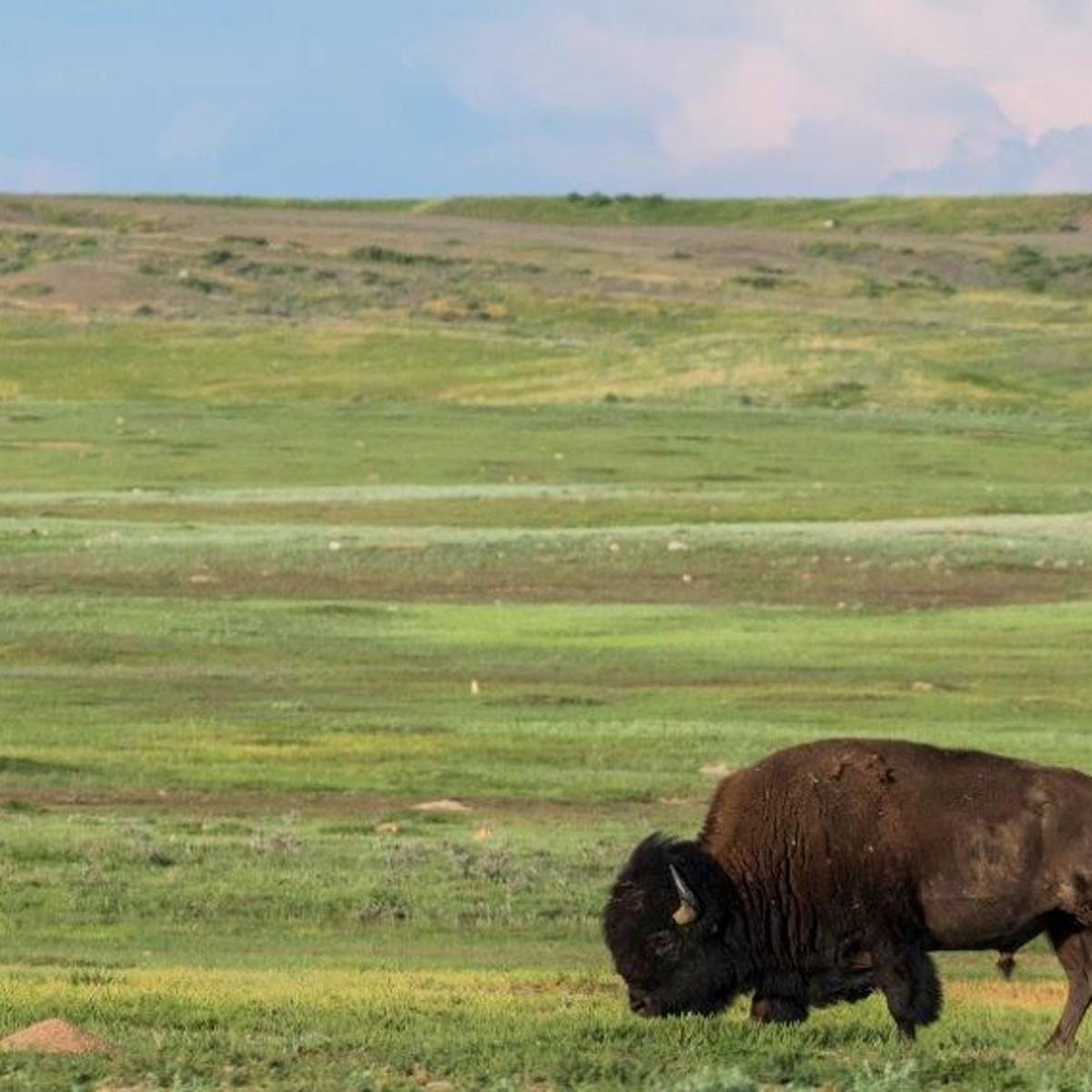 American Prairie Reserve Modifies Bison Grazing Proposal