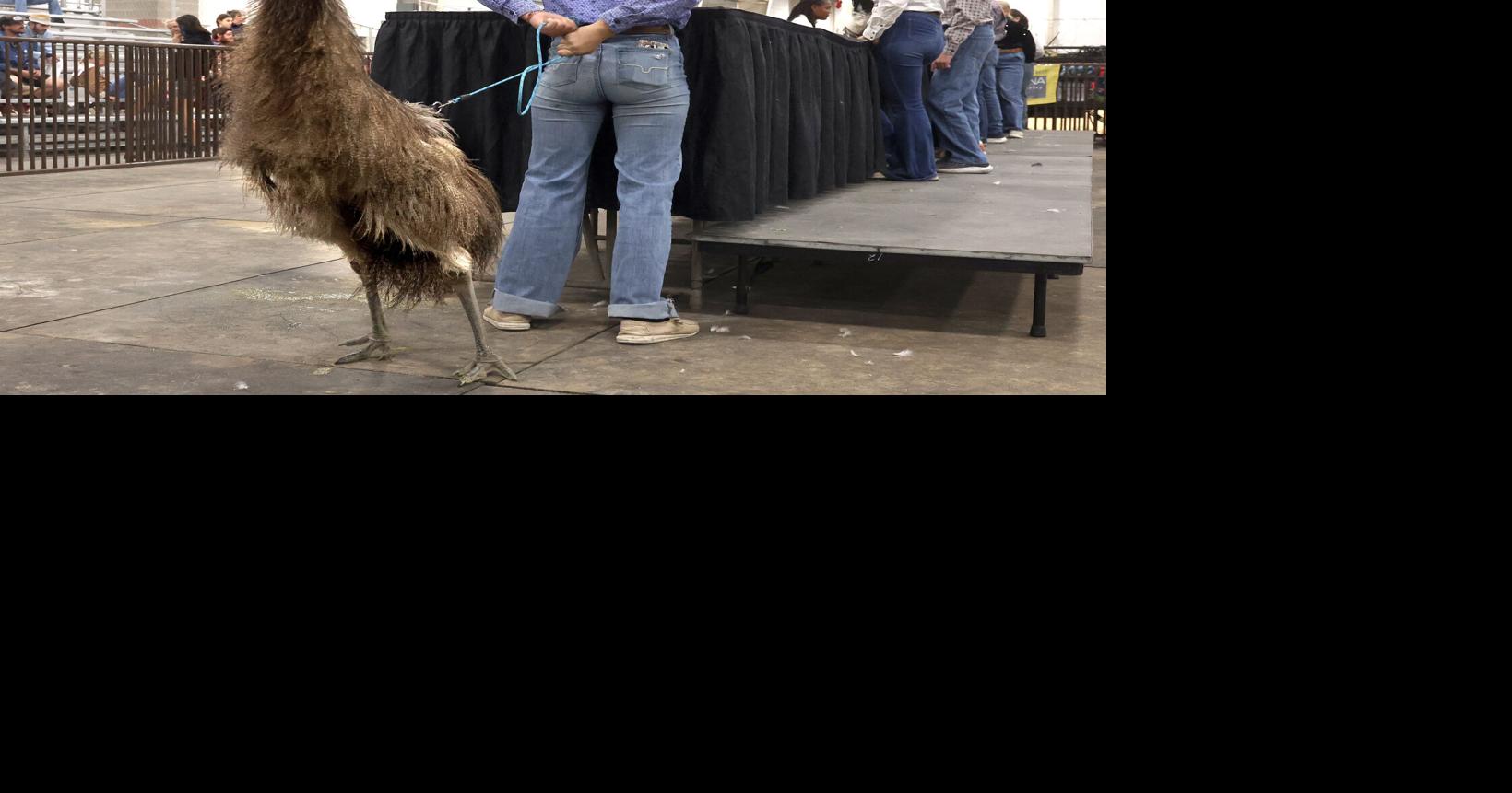 Photos: Emu joins in Poultry Showmanship at MontanaFair