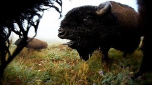 'What bison see:' New film documents recovery of Yellowstone bison migrations
