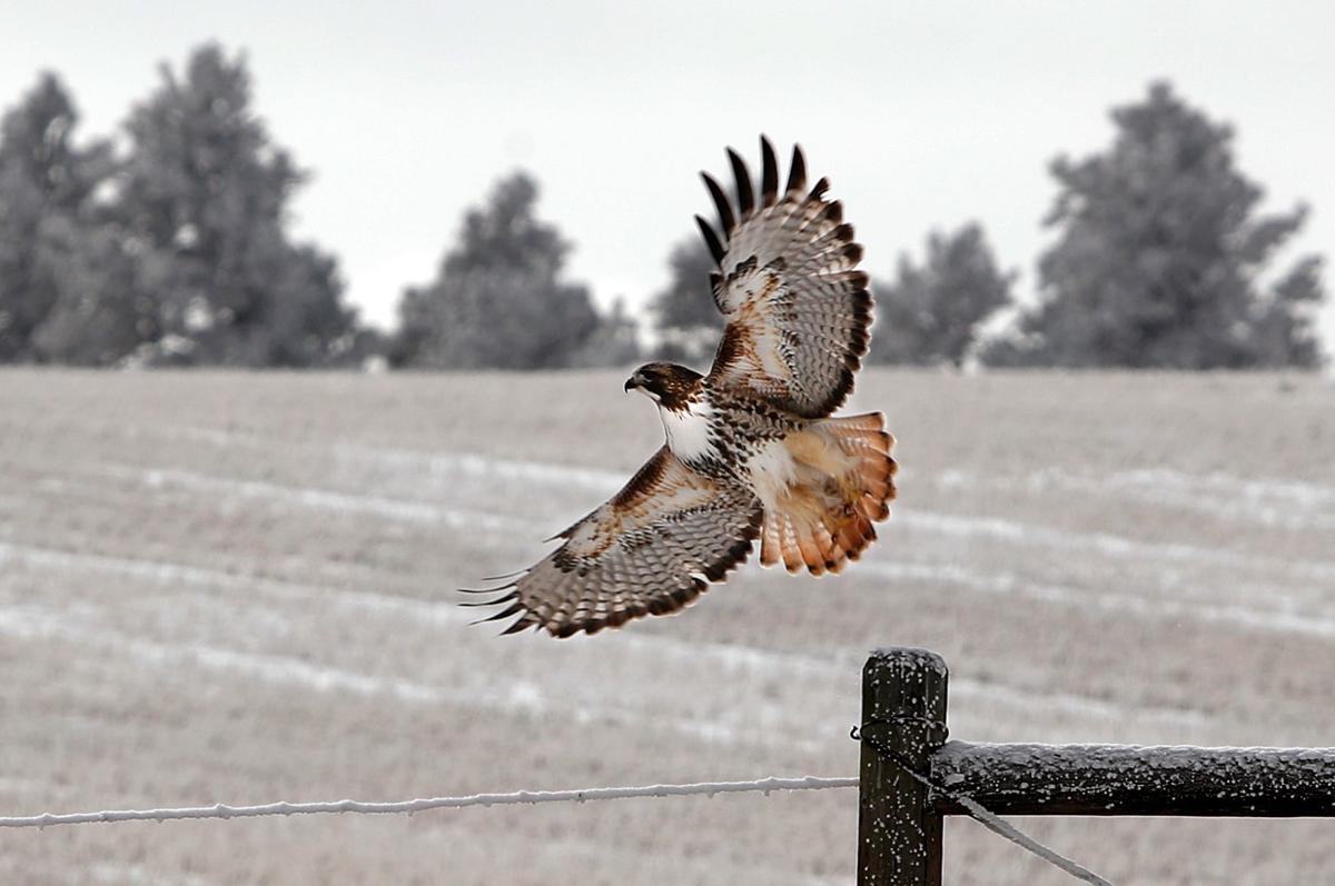 A red-tailed hawk
